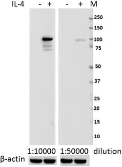 Biolegend Purified anti-STAT6 Phospho (Tyr641), Quantity: Each of 1