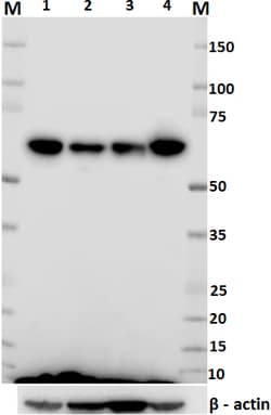 Biolegend Purified anti-eIF-2A, Quantity: Each of 1