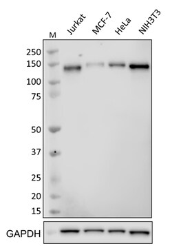 Biolegend Purified anti-NFATC3, Quantity: Each of 1
