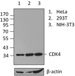 Biolegend Purified anti-CDK4, Quantity: Each of 1