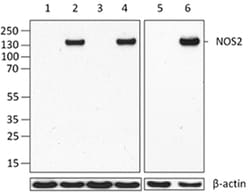 Biolegend Purified anti-NOS2, Quantity: Each of 1