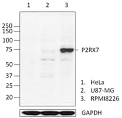 Biolegend Purified anti-P2RX7, Quantity: Each of 1