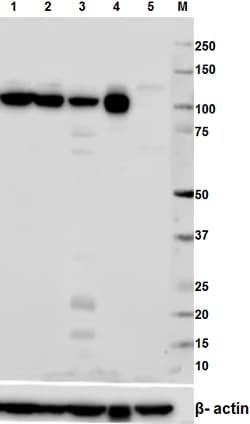 Biolegend Purified anti-Daxx, Quantity: Each of 1