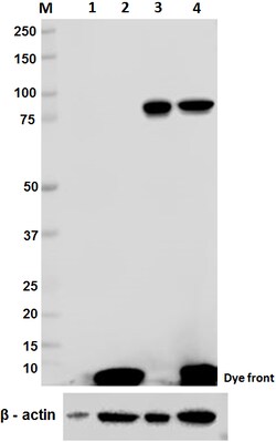 Biolegend Purified anti-STAT3, Quantity: Each of 1
