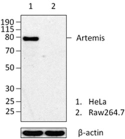 Biolegend Purified anti-Artemis, Quantity: Each of 1