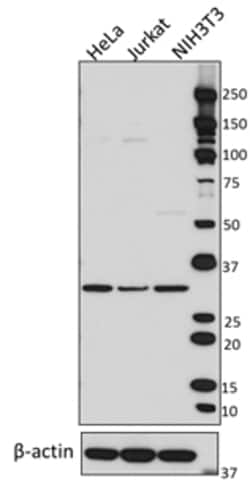 Biolegend Purified anti-RPS6, Quantity: Each of 1