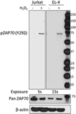 Biolegend Purified anti-ZAP70 Phospho (Tyr292), Quantity: Each of 1