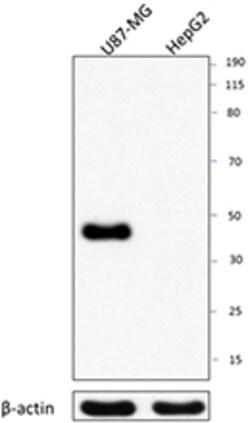 Biolegend Purified anti-MAFB, Quantity: Each of 1