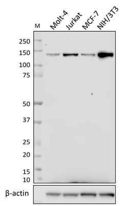 Biolegend Purified anti-HDAC5, Quantity: Each of 1