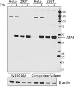 Biolegend Purified anti-ATF4, Quantity: Each of 1