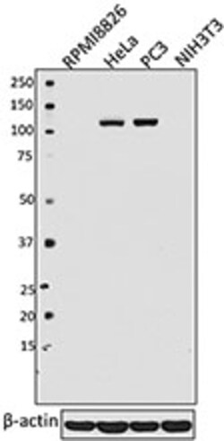 Biolegend Purified anti-FAK, Quantity: Each of 1