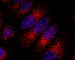 Biolegend Purified anti-IKKγ (NEMO), Quantity: Each of 1
