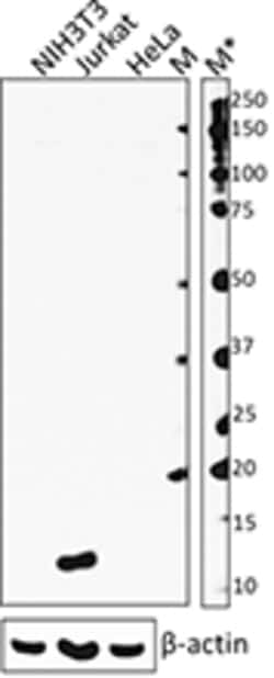 Biolegend Purified anti-human IL-32α, Quantity: Each of 1