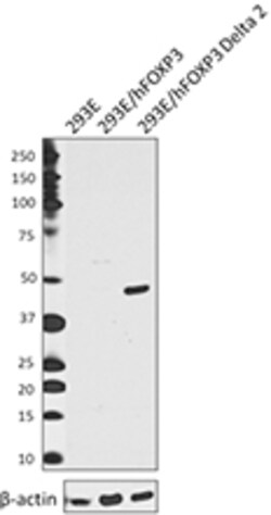 Biolegend Purified anti-human FOXP3 Delta 2 (exon 2 deleted), Quantity: