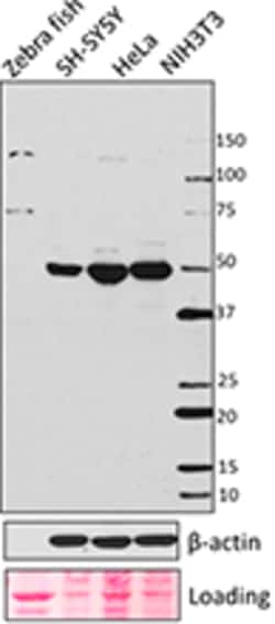 Biolegend Purified anti-ILK, Quantity: Each of 1