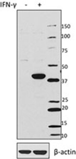 Biolegend Purified anti-IDO1, Quantity: Each of 1