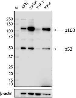 Biolegend Purified anti-NF-κB p100/p52, Quantity: Each of 1