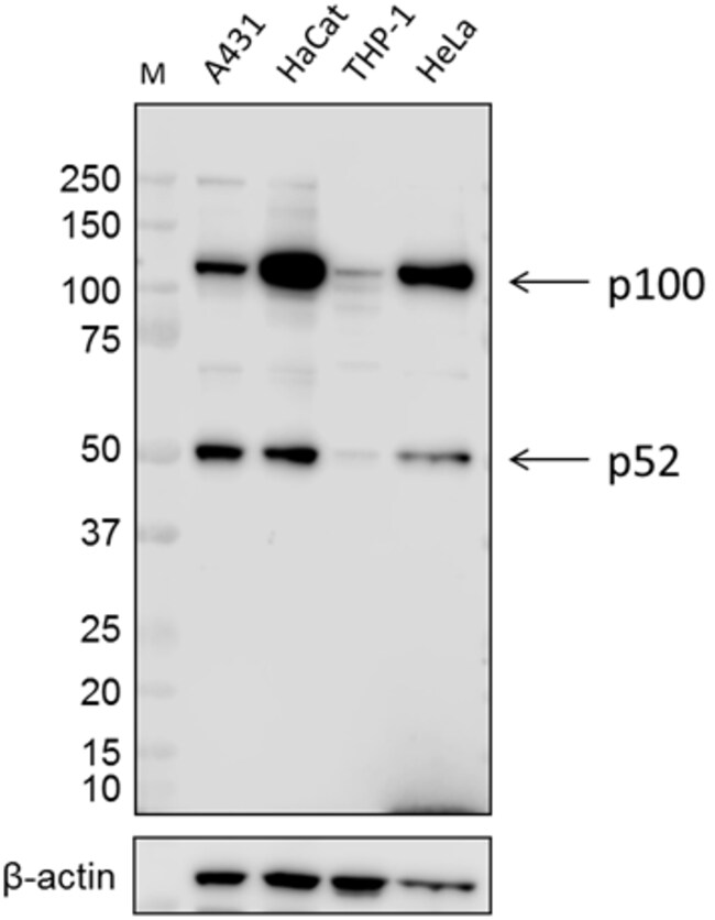 Biolegend Purified antiNFκB p100/p52, Quantity Each of 1 Fisher
