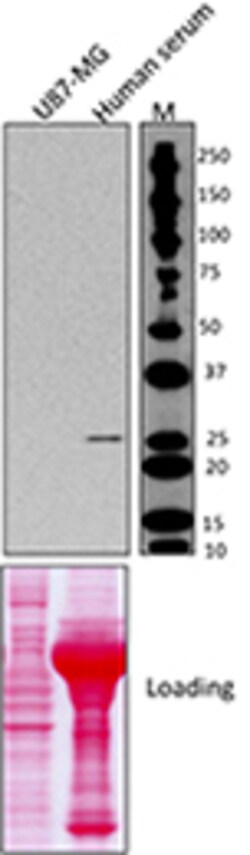 Biolegend Purified anti-human CRP (C-reactive protein), Quantity: Each
