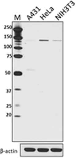 Biolegend Purified anti-Hamartin (TSC1), Quantity: Each of 1