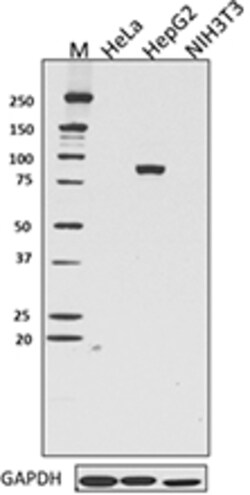 Biolegend Purified anti-Prox1, Quantity: Each of 1