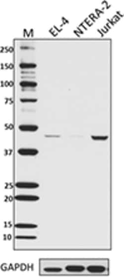 Biolegend Purified anti-Caspase-2L, Quantity: Each of 1