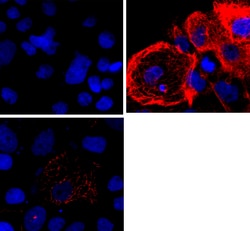 Biolegend Purified anti-Cytokeratin 17, Quantity: Each of 1