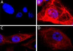 Biolegend Alexa Fluor 594 anti-Cytokeratin 17, Quantity: Each of 1