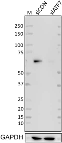 Biolegend Purified anti-ATF7, Quantity: Each of 1