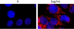 Biolegend Purified anti-UQCRC1, Quantity: Each of 1