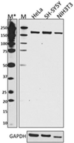 Biolegend Purified anti-TSC2, Quantity: Each of 1