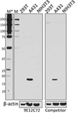 Biolegend Purified anti-Claudin-1, Quantity: Each of 1