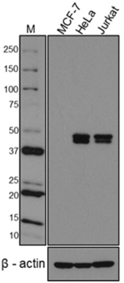 Biolegend Purified anti-Runx3, Quantity: Each of 1
