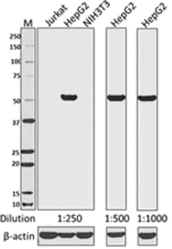 Biolegend Purified anti-NFIL3, Quantity: Each of 1