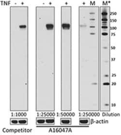 Biolegend Purified anti-CD106 (VCAM-1), Quantity: Each of 1