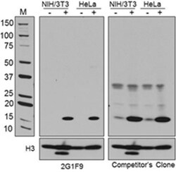Biolegend Purified anti-Histone H3 Acetylated Lysine 9 (K9ac), Quantity: