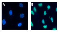 Biolegend Alexa Fluor 488 anti-Histone H3 Acetylated Lysine 9 (K9ac), Quantity: