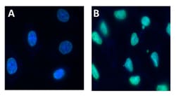 Biolegend Alexa Fluor 488 anti-Histone H3 Acetylated Lysine 9 (K9ac), Quantity: