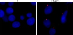 Biolegend Purified anti-Centrin 2 (Caltractin), Quantity: Each of 1