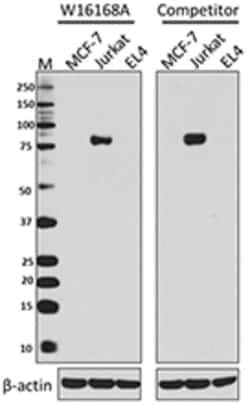 Biolegend Purified anti-TCF12, Quantity: Each of 1