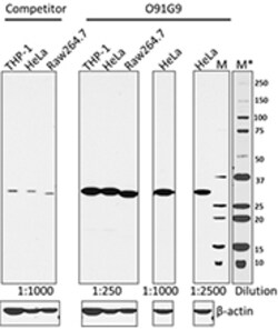 Biolegend Purified anti-SIRT5, Quantity: Each of 1