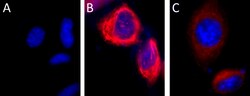 Biolegend Alexa Fluor 594 anti-Vimentin, Quantity: Each of 1