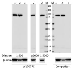 Biolegend Purified anti-Calnexin, Quantity: Each of 1