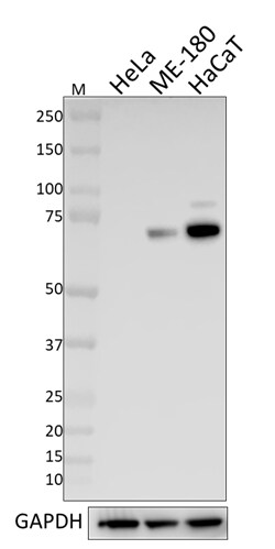 Biolegend Purified anti-p63 (ΔN), Quantity: Each of 1