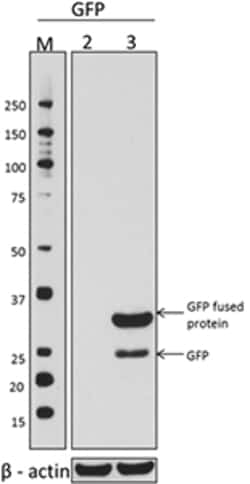 Biolegend Epitope Tag Big Motif Antibody Sampler Kit