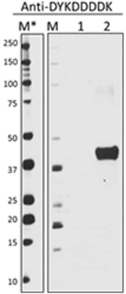Biolegend Epitope Tag Small Motif Antibody Sampler Kit
