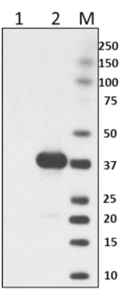 Biolegend E. coli RNA Polymerase Antibody Sampler Kit