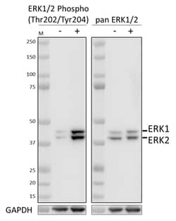 Biolegend PhosphoPair ERK1/2 (Thr202/Tyr204) Antibody Set
