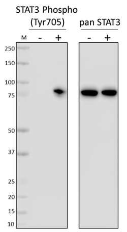 Biolegend PhosphoPair STAT3 (Tyr705) Antibody Set, Quantity: Pack of 1
