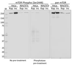 Biolegend PhosphoPair mTOR (Ser2448) Antibody Set